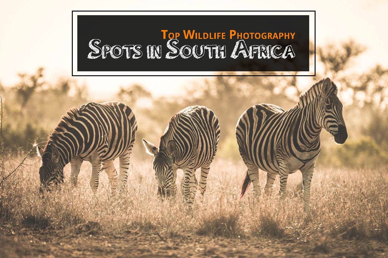 Top Wildlife Photography Spots in South Africa