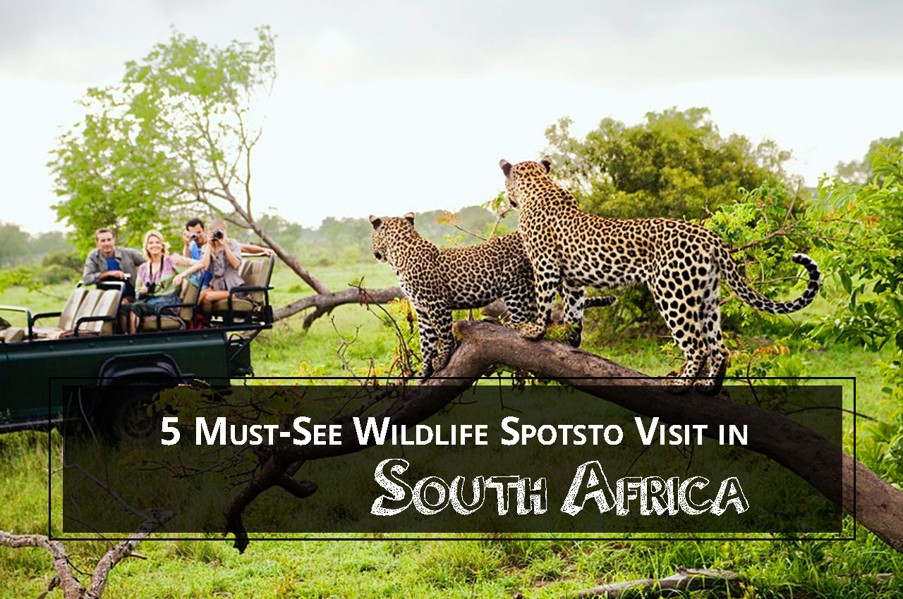 5 Must See Wildlife Spotsto Visit in South Africa